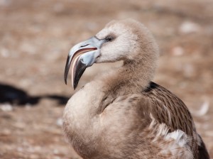 5401859123_112a3d2c9c_b