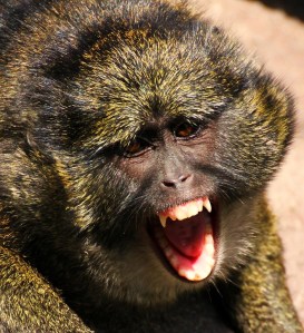 5945423493_59ccf1735b_b