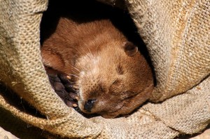 5945438377_229f4b2042_b