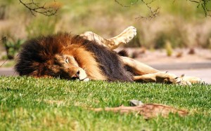 5945455713_4b800f716f_b