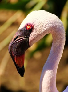 5945466575_77e9b6ab44_b