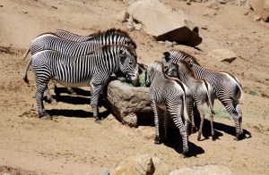 5947486313_f1ea692c68_b