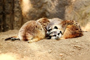 5947852732_3f6c6e23c9_b