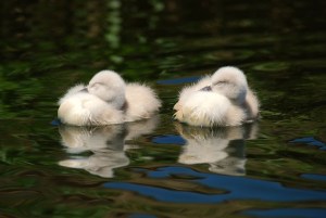 5947919178_9388e6b222_b