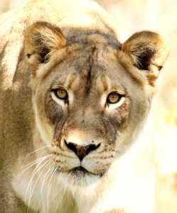 5964492249_a1456ed8e0_o