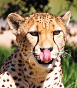 6303451264_339665bcec_b