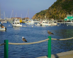 Avalon HArbor looking toward docks