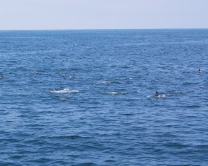 Catalina Dolphins following