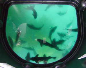 Catalina Glass bottom Boat