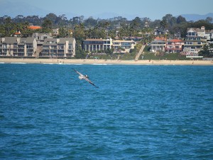 Peican flying By coast