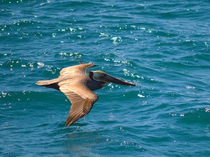 Pelican flying