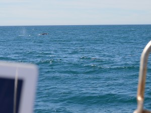WW Whale off end of boat