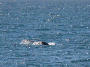 WW Whales tale coming out