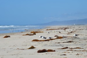 Camp-Looking toward San Onofre