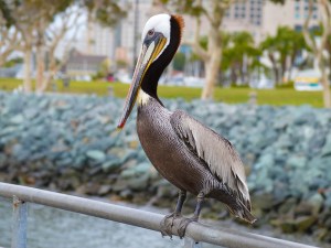 Dock-Pelican