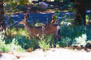 Dear visting camp grounds around the lake