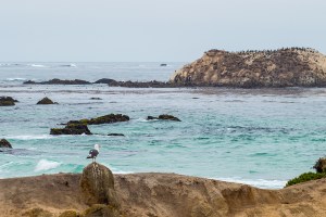17 mile drive seagull