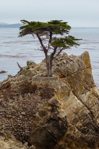 Lone Cypress tree