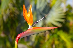 NC Village bird of paradise