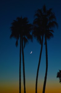 NC Village two palms and moon