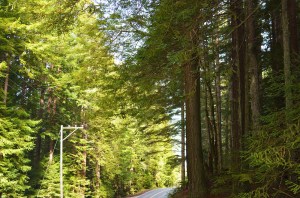 FB-Redwoods road