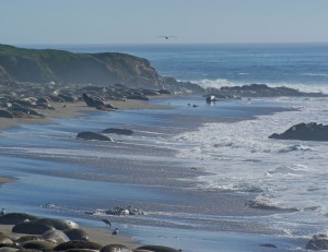 Cambria--Seals on Beach 3