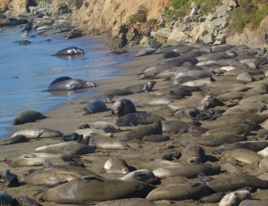 Cambria Selas on beach 1