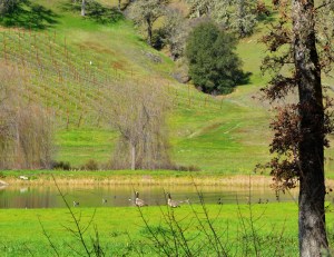 Mendo-Ducks near grape vines