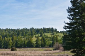 Mendo-Redwoods drive there