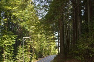 Mendo-Redwoods