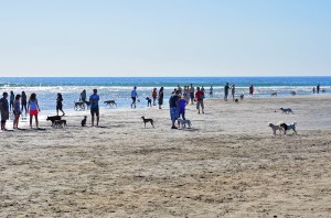 Dog Beach 1