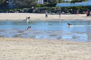 Dog Beach 2