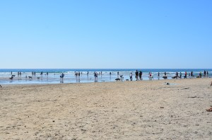 Dog beach 3