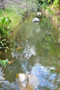 Koi pond