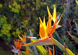 Bird of Paradise Facebook