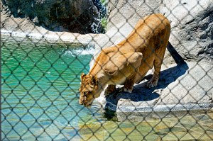 Lions 12 Lion Drinking