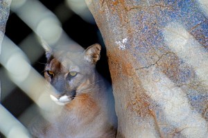 Lions 16 Mountain Lion
