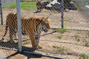 Lions- 3 Tiger with lion in background