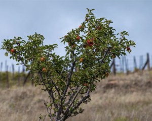 Apple tree