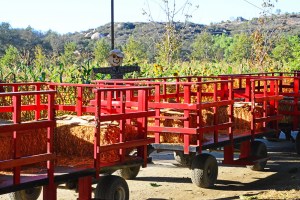 Hayride