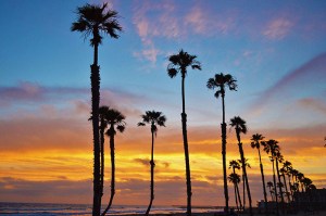 Sunset lots of palm trees 800