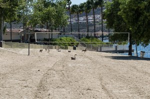 Local Bords ate volleyball court