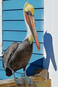 Pelican Oceanisde