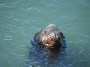 Seal poking head out of water