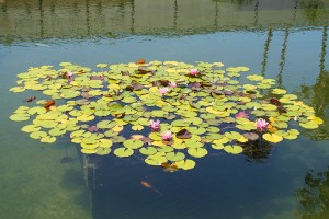 Lily Pad
