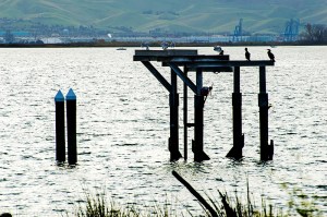 birds-city-in-background