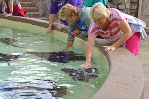 petting-pool-jojo-and-mj