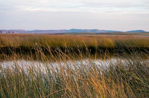 small-delta-with-reeds