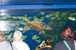 the-turtle-aquarium