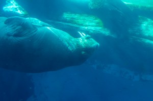 walrus